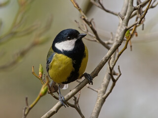 Cinciallegra (Parus major)