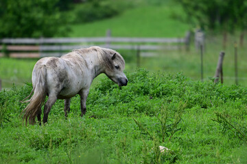 A cute fat little gray pony with a messy long mane stands alone in a green summer pasture 