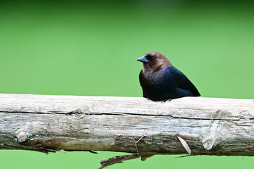 Male Cowbird sitting perched on a cedar agriculture fence rail