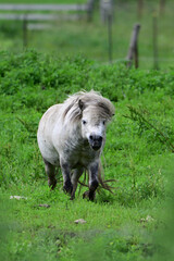 A cute fat little gray pony with a messy long mane walking in a green over grown summer pasture 