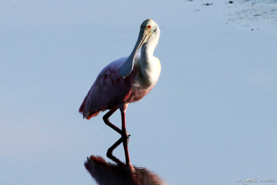 Um lindo colhereiro posando pra foto na lagoa da Ponte Preta - Maric&aacute; - RJ 