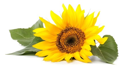 Obraz premium Detailed Sunflower Petals and Seeds in Vibrant Yellow Bloom