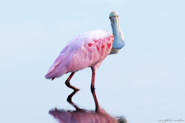 Um lindo colhereiro posando pra foto na lagoa da Ponte Preta - Maricá - RJ 
