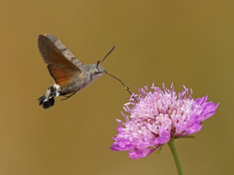 Sfinge del galio (Macroglossum stellatarum)