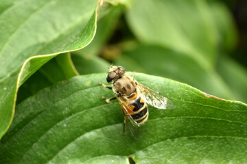 Common drone fly, Eristalis tenax, female basking on a green leaf. High quality photo