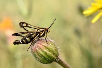 Synanthedon conopiformis. High quality photo