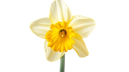 Fototapeta premium Bright Yellow Daffodil Flower with Trumpet Center in Isolated Close-Up Shot