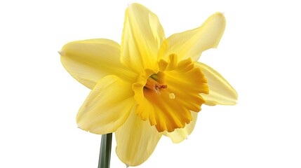Obraz premium Bright Yellow Daffodil Flower in Isolated Studio Setting