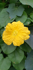 Big Yellow pumpkin flowers on a pumpkin plant