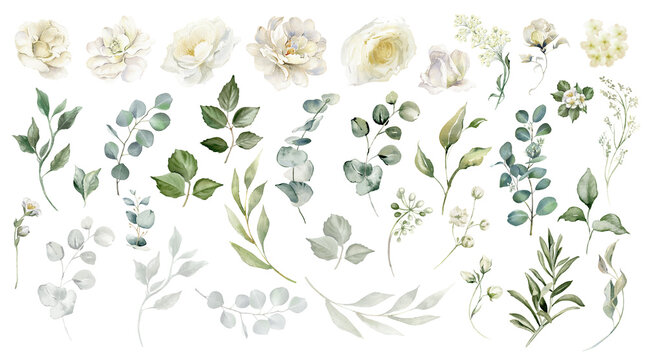 White flowers isolated. Alabaster roses, creamy peony bouquets, ivory elegant florals. Eucalyptus leaves greenery. Watercolor floral illustration isolated on transparent background. Wedding clip art