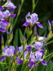 Beautiful blue germanic flowers of irises bearded close up