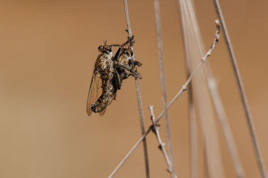 Pareja de mosca asesina (asilinae) apareandose, Alcoy, Espa&ntilde;a