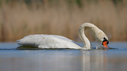 swan  © Marek Polak