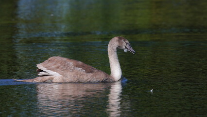 young swan © Marek Polak