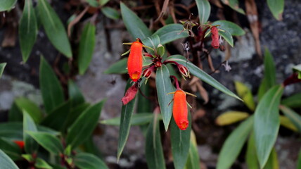 Seemannia sylvatica flower shrubs with little reddish orange