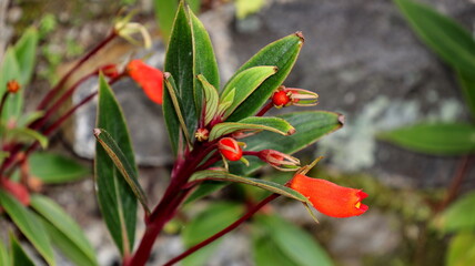 Seemannia sylvatica flower shrubs with little reddish orange