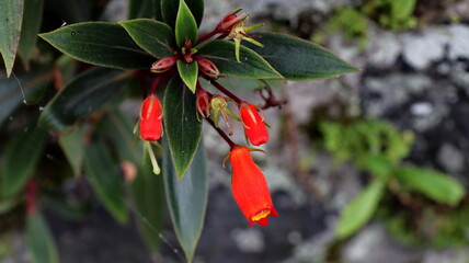 Seemannia sylvatica flower shrubs with little reddish orange