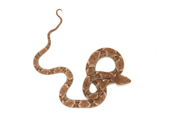 Cobras e serpentes brasileiras