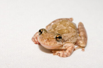 Sapos, pererecas e rãs Brasileiras