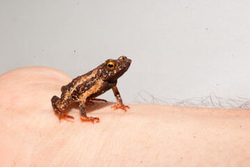 Sapos, pererecas e rãs Brasileiras