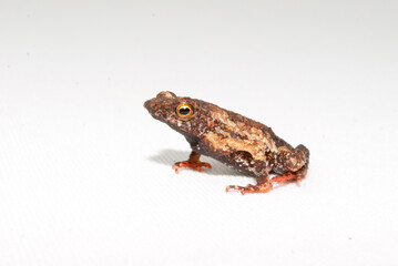 Sapos, pererecas e rãs Brasileiras