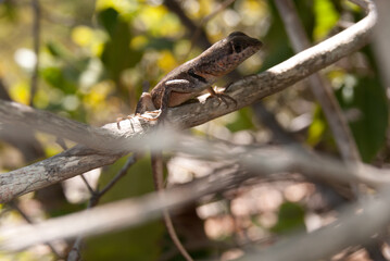Herpetofauna - Pesquisa de campo