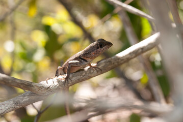 Herpetofauna - Pesquisa de campo