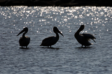 Silhouette of three pelicans at sunset in shallow water