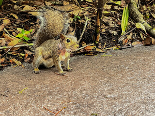 little squirrel in Orlando park