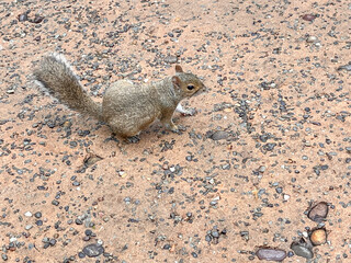 little squirrel in Orlando park