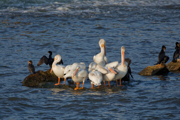 Pelicans and a cormorants resting on the Fox River in Wisconsin