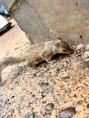 little squirrel in Orlando park