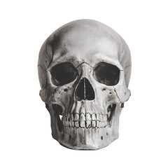 Obraz premium Human skull isolated.