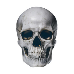 Fototapeta premium Skull isolated.