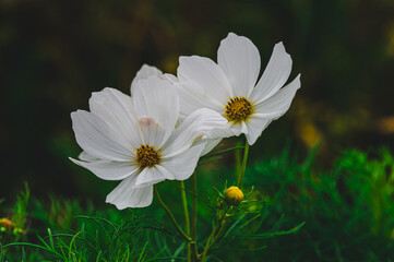 Kosmos pierzasty, kosmos podwójnie pierzasty, onętek © Henryk Niestrój