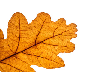 Abstract autumn leaf texture on white isolated background. Macro.