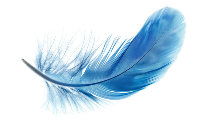 Obraz premium Blue Bird Feather Isolated on White Background, Png File
