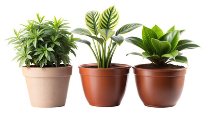 Obraz premium Three potted plants are lined up in a row, with one of them being fake