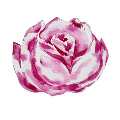 Obraz premium Watercolor pink bloom rose, floral design