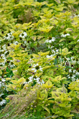 Obraz premium A field of yellow flowers with some white flowers in the foreground