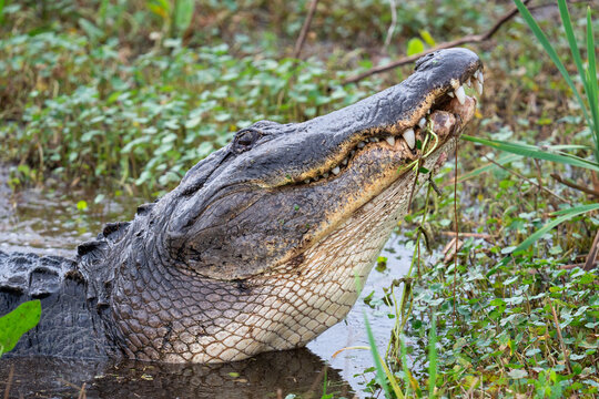 A male American alligator lifts his head out of the water as he vocalizes at the Lake Apopka Wildlife Drive in Florida.