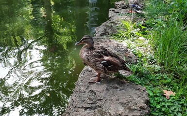 a duck on the shore of a reservoir