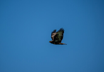 black kite hunting in natural conditions on a sunny summer day