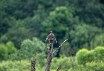 black kite hunting in natural conditions on a sunny summer day