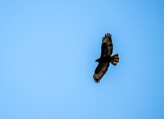black kite hunting in natural conditions on a sunny summer day