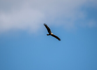 black kite hunting in natural conditions on a sunny summer day