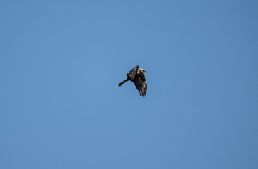 black kite hunting in natural conditions on a sunny summer day