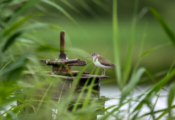 brown river sandpiper hunting in natural conditions on a sunny summer day