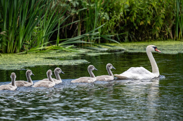 white mute swan looking for food in natural conditions on a sunny summer day