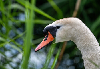 Fototapeta premium white mute swan looking for food in natural conditions on a sunny summer day